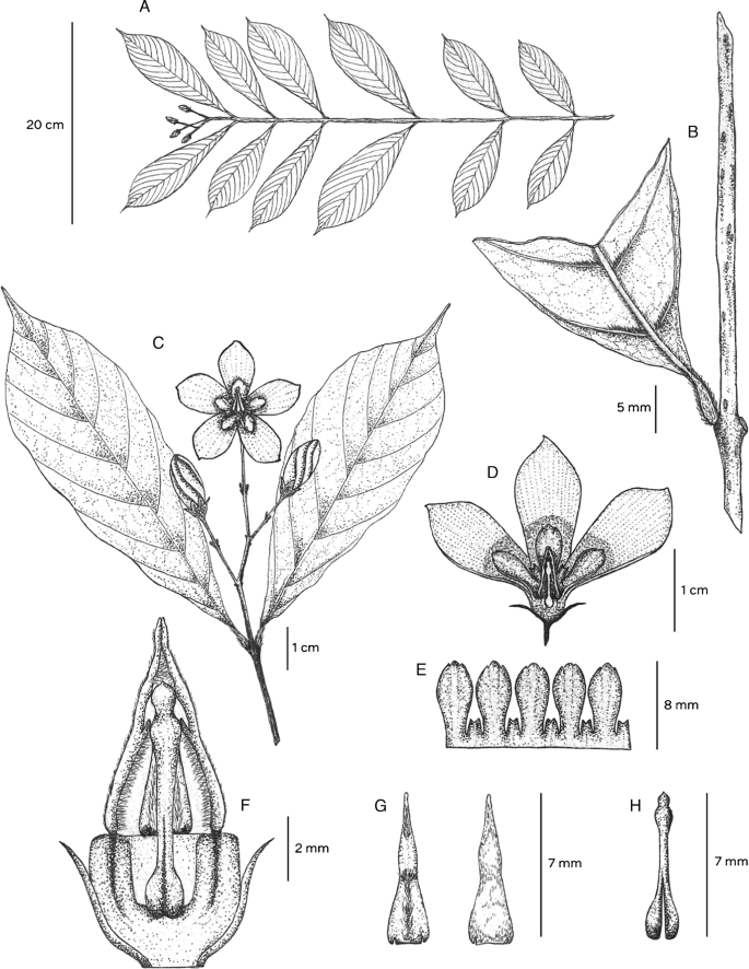 Wrightia vietnamensis (Apocynaceae), a new species from Vietnam