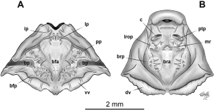 Chondrocranium and internal oral anatomy of the tadpole of Pleurodema diplolister (Peters, 1870) (Anura: Leptodactylidae)