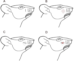Photobiomodulation and vitamin B treatment alleviate both thermal and mechanical orofacial pain in rats.