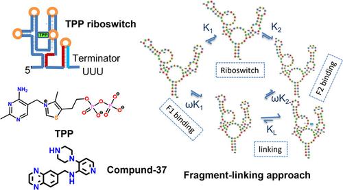 Exploring the structure, function of thiamine pyrophosphate riboswitch, and designing small molecules for antibacterial activity.