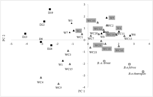 New evidence regarding the taxonomic status of the wild buffalo (Bubalus sp.) in Sri Lanka