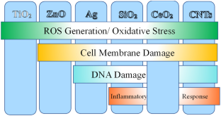 Critical Review of Engineered Nanoparticles: Environmental Concentrations and Toxicity