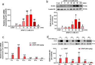 EGR1 is crucial for the chlorogenic acid-provided promotion on liver regeneration and repair after APAP-induced liver injury.