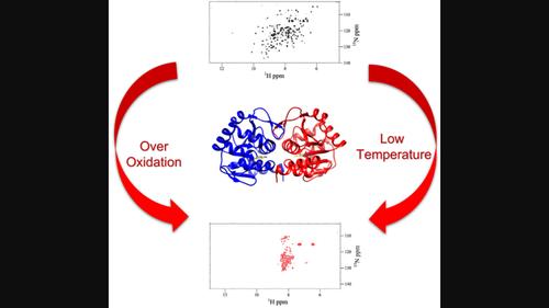 The reversible low-temperature instability of human DJ-1 oxidative states