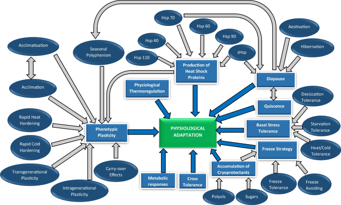 Thermal adaptation in Lepidoptera under shifting environments: mechanisms, patterns, and consequences