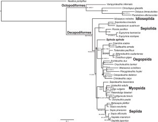 Finding a home for the ram’s horn squid: phylogenomic analyses support Spirula spirula (Cephalopoda: Decapodiformes) as a close relative of Oegopsida