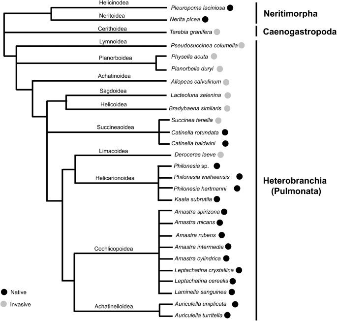 A size and taxonomic assessment of non-lethal DNA sampling of gastropods using Flinders Technology Associates (FTA) cards