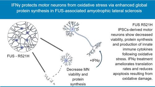 IFNγ protects motor neurons from oxidative stress via enhanced global protein synthesis in FUS-associated amyotrophic lateral sclerosis