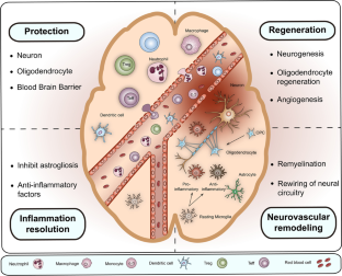 Regulatory T lymphocytes as a therapy for ischemic stroke.