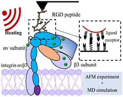 Temperature‐induced structural change of integrin αvβ3 receptor and its interaction with the RGD peptide ligand