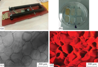 Development of a Method for Three-Dimensional Culturing of Human Mesenchymal Stem (Stromal) Cells Using a Cellulose Matrix