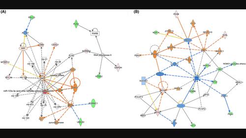 Genes ingenuity pathway analysis unveils smoothelin‐like 1 (<scp>SMTNL1</scp>) as a key regulatory protein involved in sodium pentobarbital‐induced growth inhibition in breast cancer