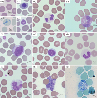 The Blood Cell Morphology of the Beluga Whale Delphinapterus leucas (Pallas, 1776)