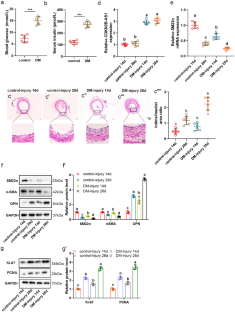 CDKN2B-AS1 mediates proliferation and migration of vascular smooth muscle cells induced by insulin.