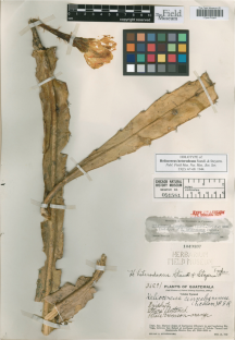 Studies on Mexican Cactaceae. VII. Taxonomic Notes on Disocactus heterodoxus