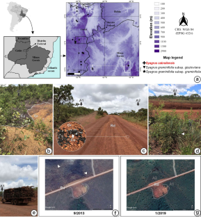 Morpho-anatomical novelties of a dwarf Syagrus (Arecaceae) of canga: implications for ecology, conservation, and taxonomy