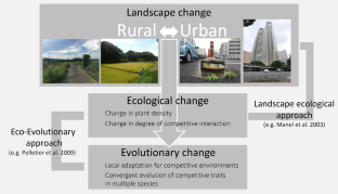 Urban-rural gradients: how landscape changes drive adaptive evolution of plant competitive traits