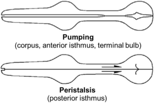 Effect of age on the structure and activity of the pharynx of the free-living nematode Metarhabditis andrassyana (Rhabditidae)