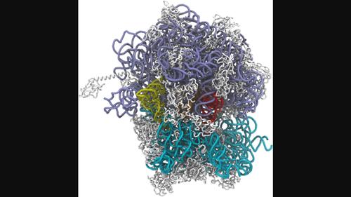 The energy landscape of the ribosome