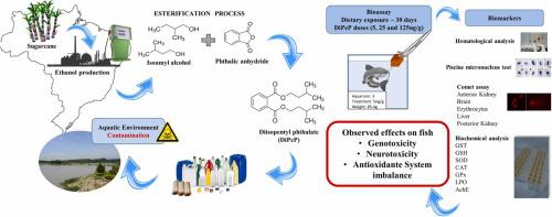 Evidence of genotoxicity, neurotoxicity, and antioxidant imbalance in silver catfish Rhamdia quelen after subchronic exposure to diisopentyl phthalate