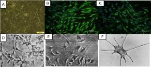 The story of melanocyte: a long way from bench to bedside.