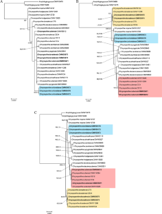 First report of two Chrysoporthe species, Chrysoporthe doradensis and Chrysoporthe colombiana sp. nov. from Henriettea seemannii pathogenic to Eucalyptus in Colombia