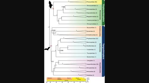 A molecular phylogeny for all 21 families within Chiroptera (bats)