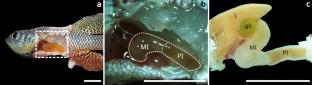 Immunohistochemical characterisation of the adult Nothobranchius furzeri intestine.