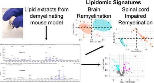 Lipidomic Analysis Reveals Differences in the Extent of Remyelination in the Brain and Spinal Cord.