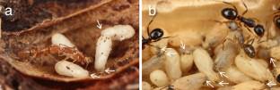 Evolution of meconium removal from cocoons in ants