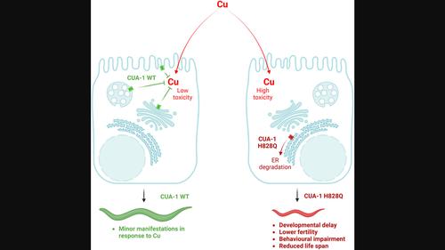 A new Caenorhabditis elegans model to study copper toxicity in Wilson disease.