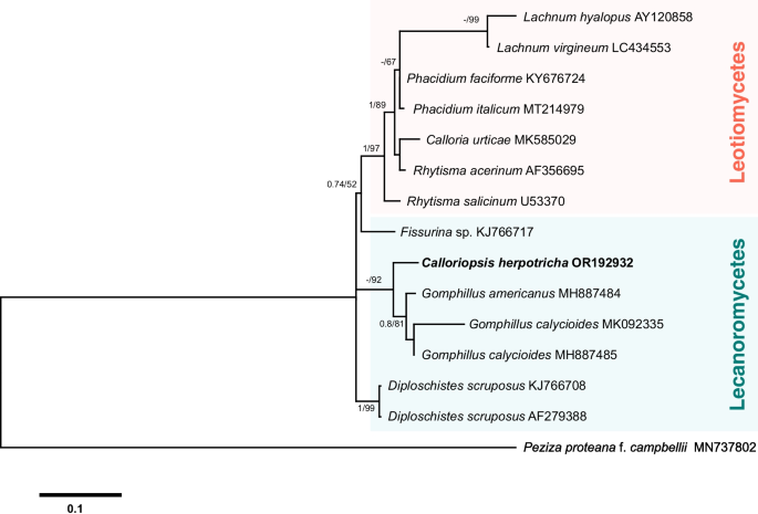 Diversity of hyperparasitic fungi on Meliolales (Sordariomycetes, Ascomycota): new species, records, and molecular data from Benin and Panama