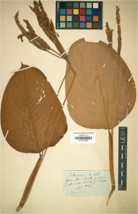 Koernickanthe revisited: nomenclatural and taxonomic treatment of a monotypic genus of Marantaceae