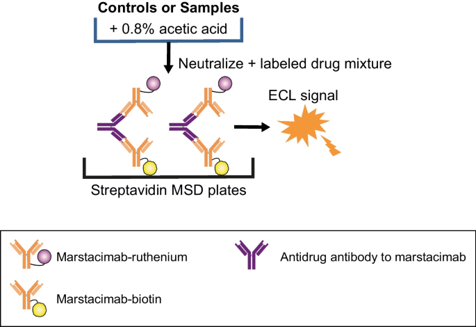 Evolution of Antidrug Antibody Assays During the Development of Anti-Tissue Factor Pathway Inhibitor Monoclonal Antibody Marstacimab.