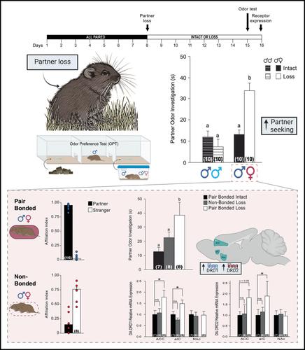 Partner-seeking and limbic dopamine system are enhanced following social loss in male prairie voles (Microtus ochrogaster)