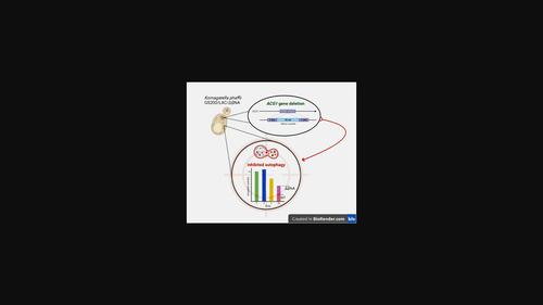 The Komagatella phaffii ACG1 gene, encoding β-1,6-N-acetylglucosaminyltransferase, is involved in the autophagy of cytosolic and peroxisomal proteins.