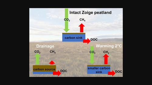 The impacts of land‐use and climate change on the Zoige peatland carbon cycle: A review