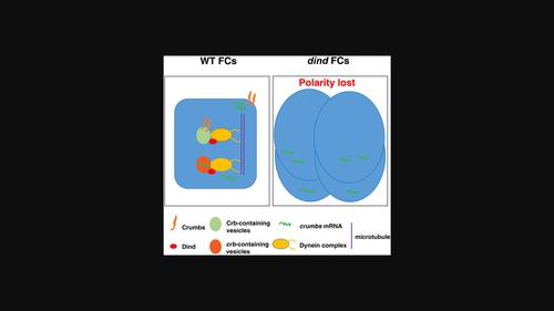 Diamond controls epithelial polarity through the dynactin-dynein complex.