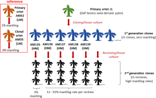 Karma-EgDEF1 methylation in Elaeis guineensis clonal mother palms that produced high mantling rates in the second clonal generation