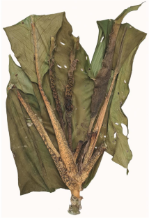 Dieffenbachia simoneae (Araceae), a new species from central Amazonia, Brazil