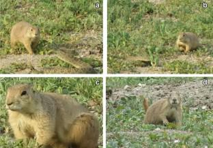 Snake herders: novel anti-predator behavior by black-tailed prairie dogs in response to prairie rattlesnakes