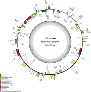 Complete chloroplast genome sequence and phylogenetic analysis of Rhododendron molle G. Don, an endangered Ericaceae species located on Dabie Mountains (central China)