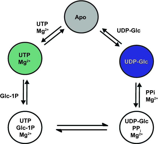 Ligand-induced structural transitions combined with paramagnetic ions facilitate unambiguous NMR assignments of methyl groups in large proteins