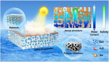 Biomass-enhanced Janus sponge-like hydrogel with salt resistance and high strength for efficient solar desalination