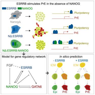 A bipartite function of ESRRB can integrate signaling over time to balance self-renewal and differentiation.