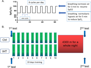 Intermittent hypoxia training effectively protects against cognitive decline caused by acute hypoxia exposure.