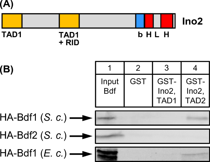 Ino2, activator of yeast phospholipid biosynthetic genes, interacts with basal transcription factors TFIIA and Bdf1.