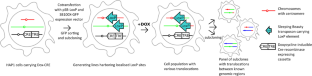 A Cre-LoxP-based approach for combinatorial chromosome rearrangements in human HAP1 cells.