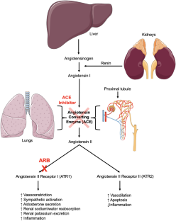 ACE-Inhibitors in Hypertension: A Historical Perspective and Current Insights.