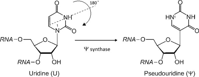 The importance of pseudouridylation: human disorders related to the fifth nucleoside.